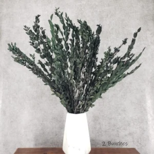 Parvifolia Eucalyptus, Preserved - Green (Standard/Off-Crop)