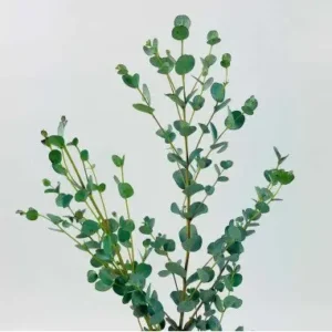 Eucalyptus Gunni 5 /10 / 15 / 20 Bunches