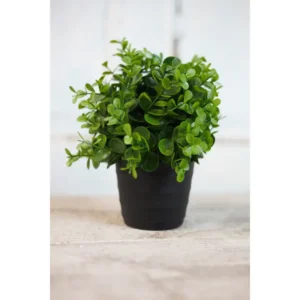Eucalyptus Pot