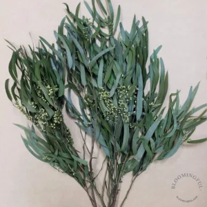 Preserved Seeded Willow Eucalyptus- Green (Standard/Offcrop)