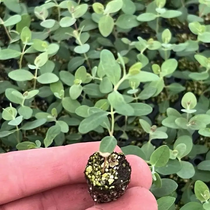 Baby Blue Eucalyptus Seedling Plant