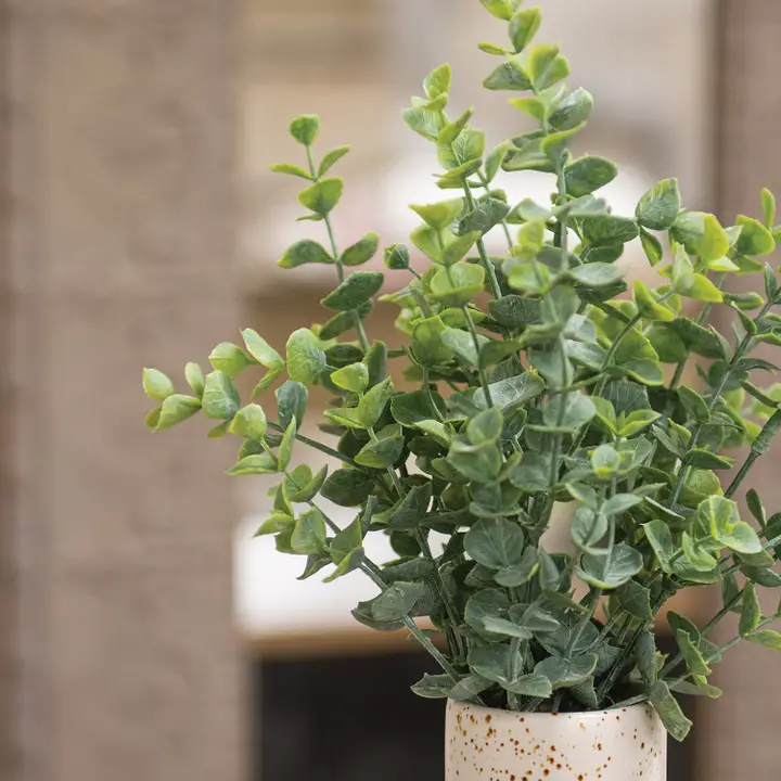 Dusty Mini Eucalyptus Bush