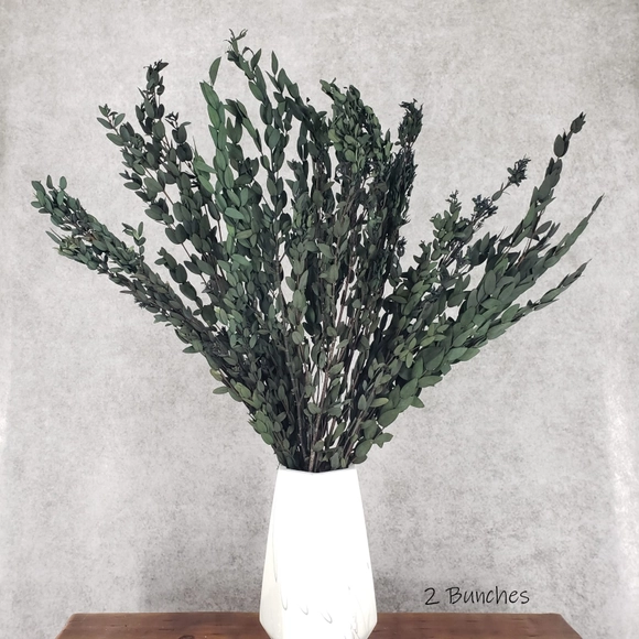 Parvifolia Eucalyptus, Preserved - Green (Standard/Off-Crop)