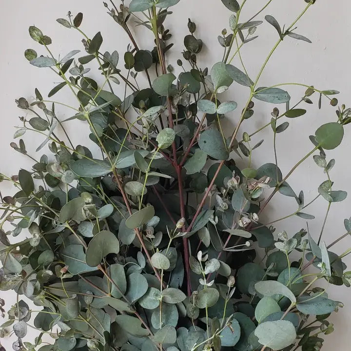Fresh Eucalyptus Gunni