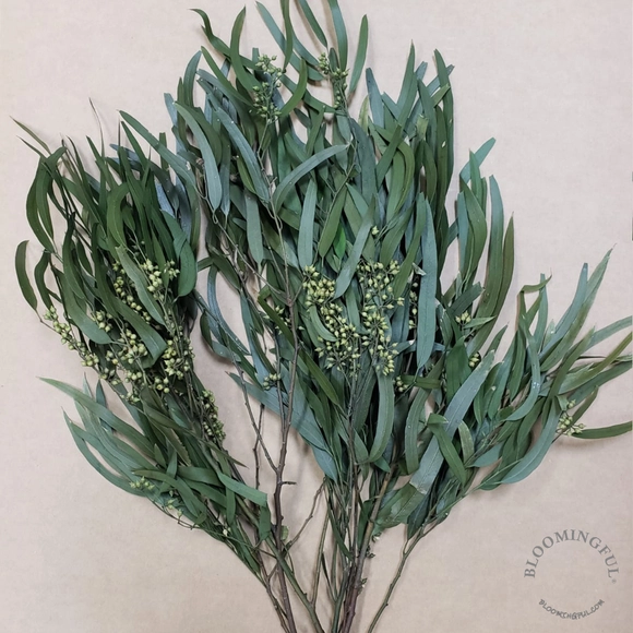 Preserved Seeded Willow Eucalyptus- Green (Standard/Offcrop)