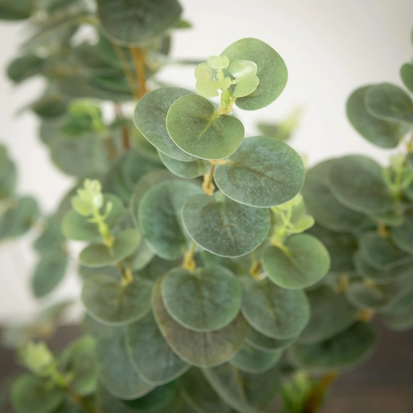 Eucalyptus Tree - Image 2
