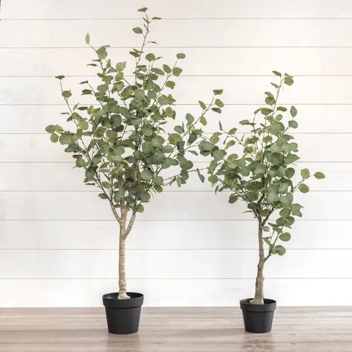 Tall Potted Eucalyptus Tree